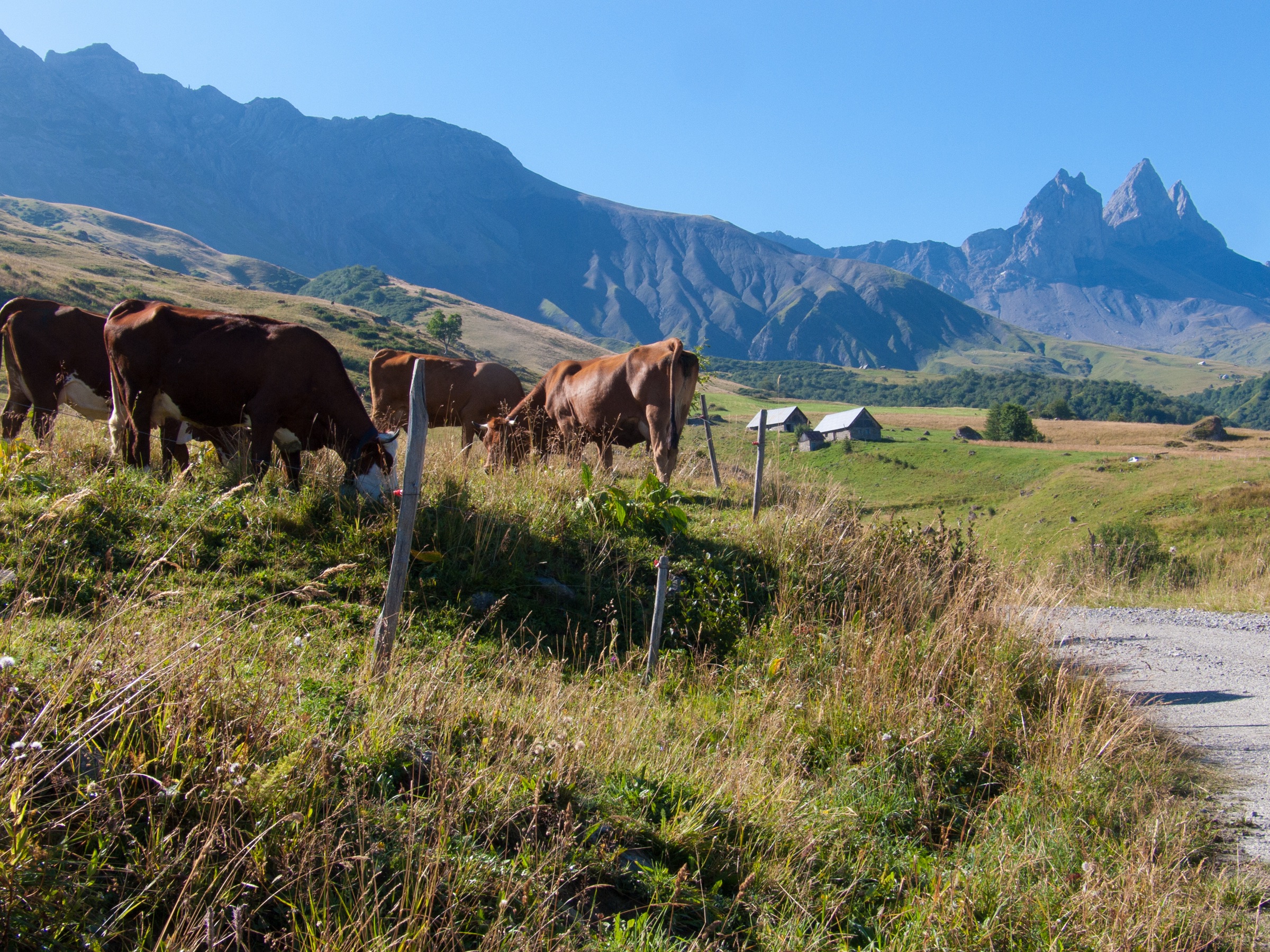 Vaches dans l’alpage devant les Aiguilles d’Arves